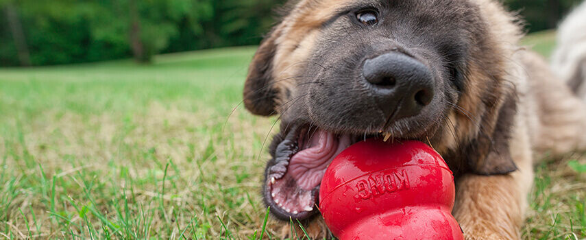 Kong merkenpagina banner welkoop